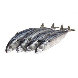 Makrele Fish
